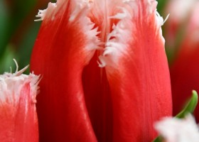 Tulipa New Santa ® (3)